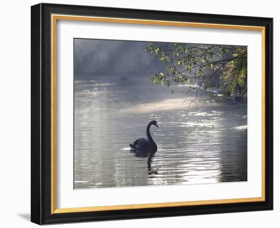 Sunrise on a Misty Lake in Ibirapuera Park with a Black Swan-Alex Saberi-Framed Photographic Print