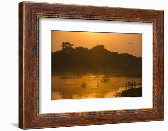 Sunrise on Cuiaba River, Northern Pantanal, Mato Grosso, Brazil-Pete Oxford-Framed Photographic Print