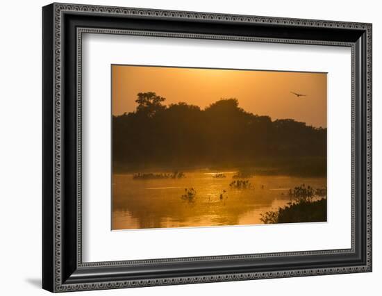 Sunrise on Cuiaba River, Northern Pantanal, Mato Grosso, Brazil-Pete Oxford-Framed Photographic Print