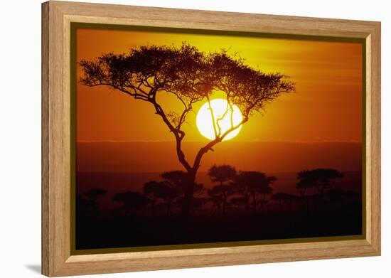 Sunrise on Masai Mara National Reserve-null-Framed Premier Image Canvas
