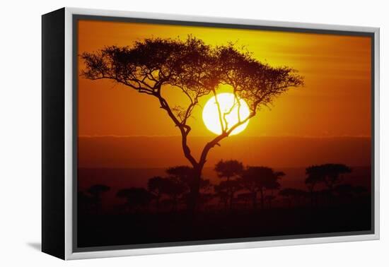 Sunrise on Masai Mara National Reserve-null-Framed Premier Image Canvas