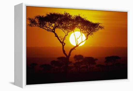 Sunrise on Masai Mara National Reserve-null-Framed Premier Image Canvas