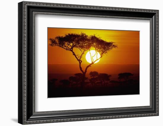 Sunrise on Masai Mara National Reserve-null-Framed Photographic Print