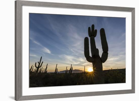 Sunrise on saguaro cactus in bloom (Carnegiea gigantea), Sweetwater Preserve, Tucson, Arizona, Unit-Michael Nolan-Framed Photographic Print