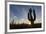 Sunrise on saguaro cactus in bloom (Carnegiea gigantea), Sweetwater Preserve, Tucson, Arizona, Unit-Michael Nolan-Framed Photographic Print