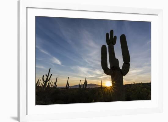 Sunrise on saguaro cactus in bloom (Carnegiea gigantea), Sweetwater Preserve, Tucson, Arizona, Unit-Michael Nolan-Framed Photographic Print