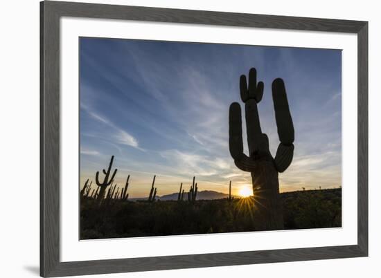 Sunrise on saguaro cactus in bloom (Carnegiea gigantea), Sweetwater Preserve, Tucson, Arizona, Unit-Michael Nolan-Framed Photographic Print