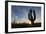 Sunrise on saguaro cactus in bloom (Carnegiea gigantea), Sweetwater Preserve, Tucson, Arizona, Unit-Michael Nolan-Framed Photographic Print