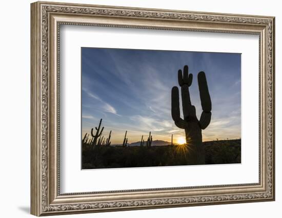 Sunrise on saguaro cactus in bloom (Carnegiea gigantea), Sweetwater Preserve, Tucson, Arizona, Unit-Michael Nolan-Framed Photographic Print