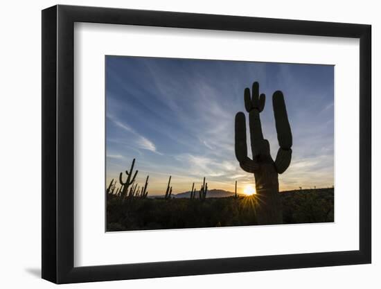 Sunrise on saguaro cactus in bloom (Carnegiea gigantea), Sweetwater Preserve, Tucson, Arizona, Unit-Michael Nolan-Framed Photographic Print