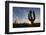 Sunrise on saguaro cactus in bloom (Carnegiea gigantea), Sweetwater Preserve, Tucson, Arizona, Unit-Michael Nolan-Framed Photographic Print