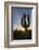 Sunrise on saguaro cactus in bloom (Carnegiea gigantea), Sweetwater Preserve, Tucson, Arizona, Unit-Michael Nolan-Framed Photographic Print