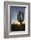 Sunrise on saguaro cactus in bloom (Carnegiea gigantea), Sweetwater Preserve, Tucson, Arizona, Unit-Michael Nolan-Framed Photographic Print