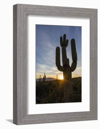 Sunrise on saguaro cactus in bloom (Carnegiea gigantea), Sweetwater Preserve, Tucson, Arizona, Unit-Michael Nolan-Framed Photographic Print