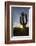 Sunrise on saguaro cactus in bloom (Carnegiea gigantea), Sweetwater Preserve, Tucson, Arizona, Unit-Michael Nolan-Framed Photographic Print