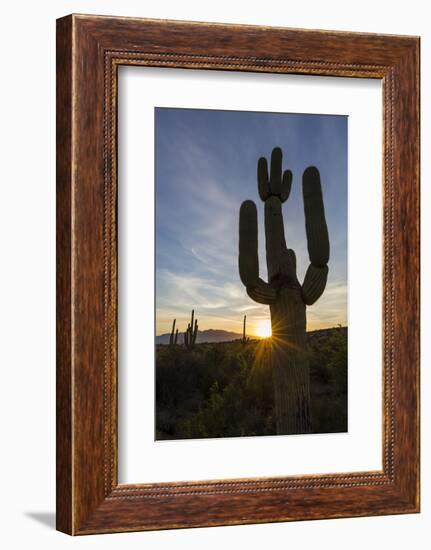 Sunrise on saguaro cactus in bloom (Carnegiea gigantea), Sweetwater Preserve, Tucson, Arizona, Unit-Michael Nolan-Framed Photographic Print