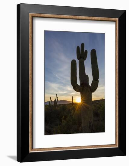 Sunrise on saguaro cactus in bloom (Carnegiea gigantea), Sweetwater Preserve, Tucson, Arizona, Unit-Michael Nolan-Framed Photographic Print