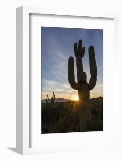 Sunrise on saguaro cactus in bloom (Carnegiea gigantea), Sweetwater Preserve, Tucson, Arizona, Unit-Michael Nolan-Framed Photographic Print