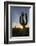 Sunrise on saguaro cactus in bloom (Carnegiea gigantea), Sweetwater Preserve, Tucson, Arizona, Unit-Michael Nolan-Framed Photographic Print