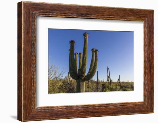 Sunrise on saguaro cactus in bloom (Carnegiea gigantea), Sweetwater Preserve, Tucson, Arizona, Unit-Michael Nolan-Framed Photographic Print