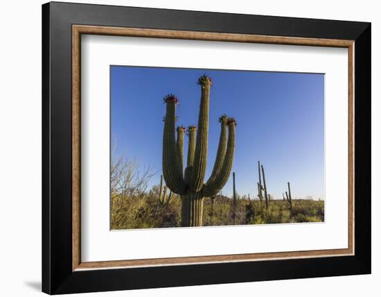 Sunrise on saguaro cactus in bloom (Carnegiea gigantea), Sweetwater Preserve, Tucson, Arizona, Unit-Michael Nolan-Framed Photographic Print