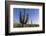 Sunrise on saguaro cactus in bloom (Carnegiea gigantea), Sweetwater Preserve, Tucson, Arizona, Unit-Michael Nolan-Framed Photographic Print