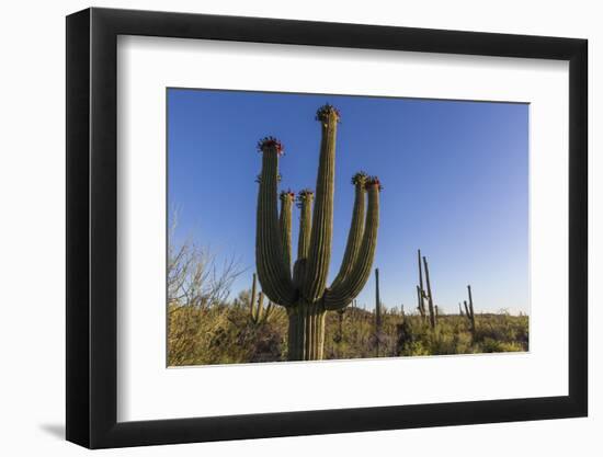 Sunrise on saguaro cactus in bloom (Carnegiea gigantea), Sweetwater Preserve, Tucson, Arizona, Unit-Michael Nolan-Framed Photographic Print