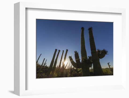 Sunrise on saguaro cactus in bloom (Carnegiea gigantea), Sweetwater Preserve, Tucson, Arizona, Unit-Michael Nolan-Framed Photographic Print