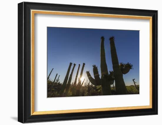 Sunrise on saguaro cactus in bloom (Carnegiea gigantea), Sweetwater Preserve, Tucson, Arizona, Unit-Michael Nolan-Framed Photographic Print