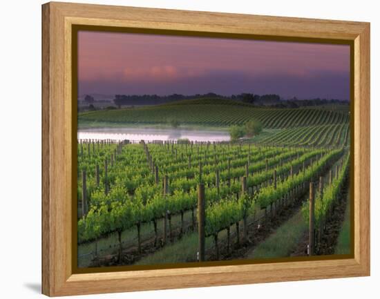 Sunrise on the Fog Behind Vineyard in Napa Valley, California, USA-Janis Miglavs-Framed Premier Image Canvas