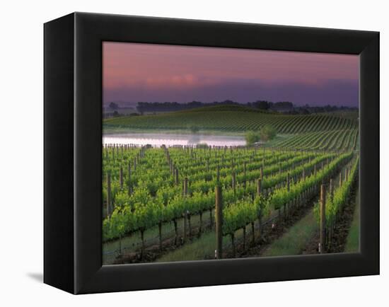 Sunrise on the Fog Behind Vineyard in Napa Valley, California, USA-Janis Miglavs-Framed Premier Image Canvas