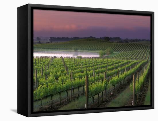 Sunrise on the Fog Behind Vineyard in Napa Valley, California, USA-Janis Miglavs-Framed Premier Image Canvas