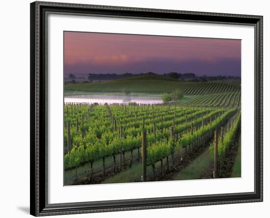 Sunrise on the Fog Behind Vineyard in Napa Valley, California, USA-Janis Miglavs-Framed Photographic Print