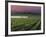 Sunrise on the Fog Behind Vineyard in Napa Valley, California, USA-Janis Miglavs-Framed Photographic Print