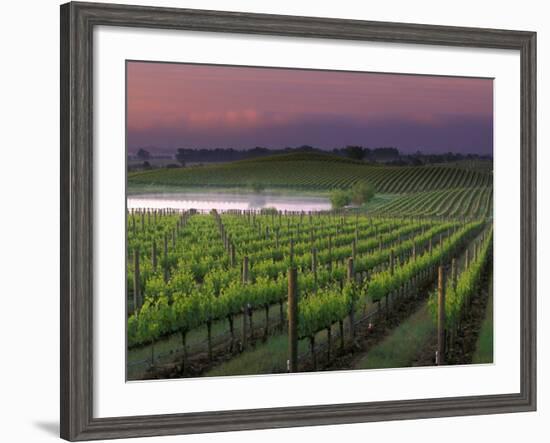 Sunrise on the Fog Behind Vineyard in Napa Valley, California, USA-Janis Miglavs-Framed Photographic Print