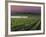 Sunrise on the Fog Behind Vineyard in Napa Valley, California, USA-Janis Miglavs-Framed Photographic Print