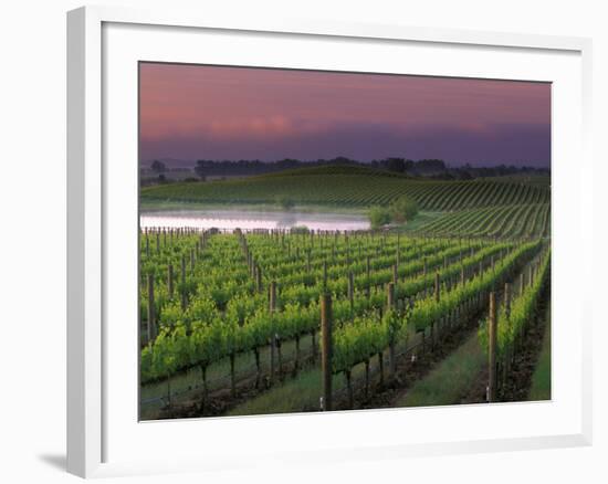 Sunrise on the Fog Behind Vineyard in Napa Valley, California, USA-Janis Miglavs-Framed Photographic Print