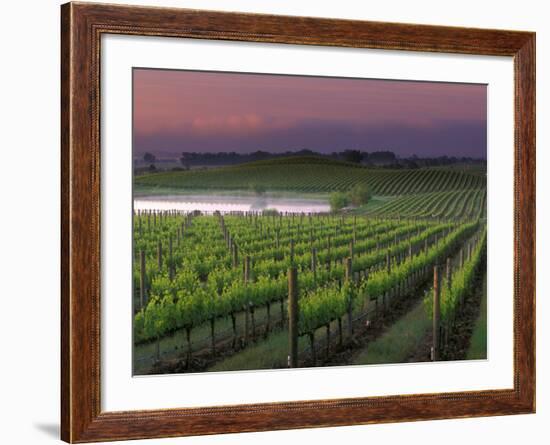 Sunrise on the Fog Behind Vineyard in Napa Valley, California, USA-Janis Miglavs-Framed Photographic Print