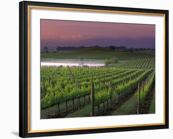 Sunrise on the Fog Behind Vineyard in Napa Valley, California, USA-Janis Miglavs-Framed Photographic Print