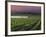 Sunrise on the Fog Behind Vineyard in Napa Valley, California, USA-Janis Miglavs-Framed Photographic Print