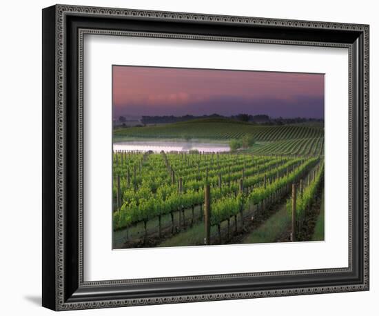 Sunrise on the Fog Behind Vineyard in Napa Valley, California, USA-Janis Miglavs-Framed Photographic Print