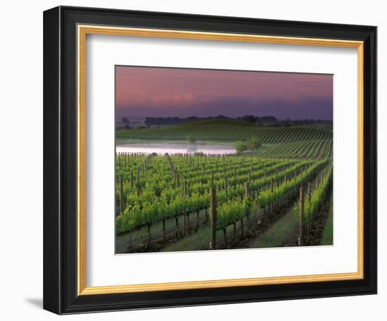 Sunrise on the Fog Behind Vineyard in Napa Valley, California, USA-Janis Miglavs-Framed Photographic Print