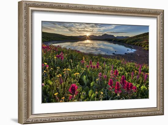 Sunrise over Alpine wildflowers, San Juan National Forest, Colorado, United States of America, Nort-James Hager-Framed Photographic Print