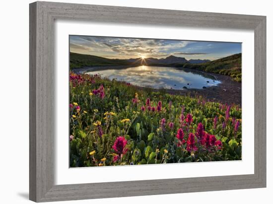 Sunrise over Alpine wildflowers, San Juan National Forest, Colorado, United States of America, Nort-James Hager-Framed Photographic Print