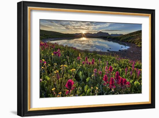 Sunrise over Alpine wildflowers, San Juan National Forest, Colorado, United States of America, Nort-James Hager-Framed Photographic Print