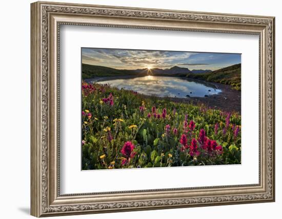 Sunrise over Alpine wildflowers, San Juan National Forest, Colorado, United States of America, Nort-James Hager-Framed Photographic Print