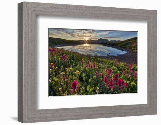 Sunrise over Alpine wildflowers, San Juan National Forest, Colorado, United States of America, Nort-James Hager-Framed Photographic Print