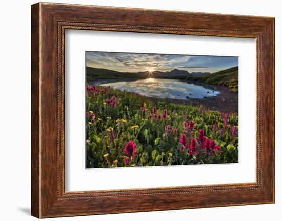 Sunrise over Alpine wildflowers, San Juan National Forest, Colorado, United States of America, Nort-James Hager-Framed Photographic Print