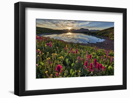 Sunrise over Alpine wildflowers, San Juan National Forest, Colorado, United States of America, Nort-James Hager-Framed Photographic Print