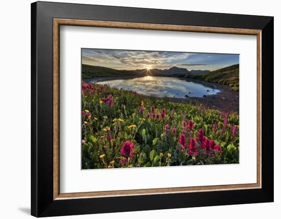 Sunrise over Alpine wildflowers, San Juan National Forest, Colorado, United States of America, Nort-James Hager-Framed Photographic Print